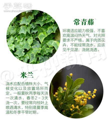 18種家里常種花草植物的正確澆水方法 -  rpnrmr.com