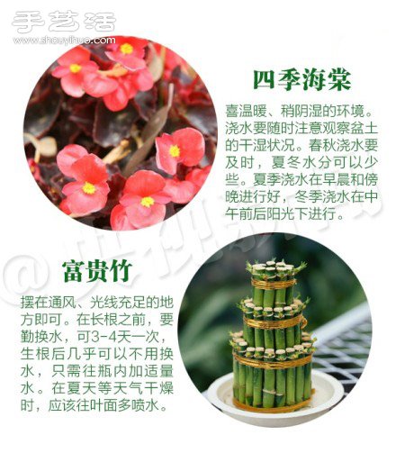 18種家里常種花草植物的正確澆水方法 -  rpnrmr.com