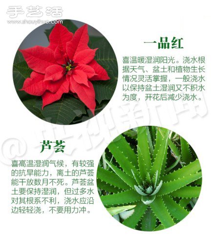 18種家里常種花草植物的正確澆水方法 -  rpnrmr.com