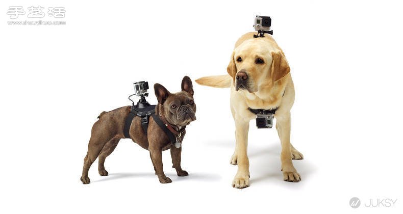 狗狗專用第一人稱GoPro攝影機專用套件！ -  rpnrmr.com