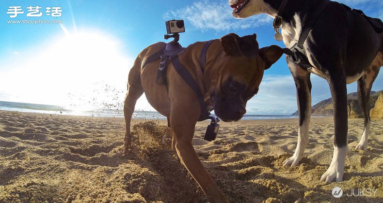 狗狗專用第一人稱GoPro攝影機專用套件！ -  rpnrmr.com