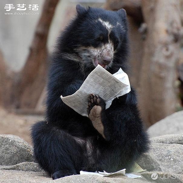 「對不起，我是人」可愛大黑熊生活照 -  rpnrmr.com