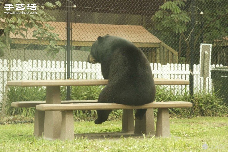「對不起，我是人」可愛大黑熊生活照 -  rpnrmr.com