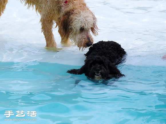 歡樂的泳池派對(duì) 讓狗狗盡情玩耍! -  rpnrmr.com