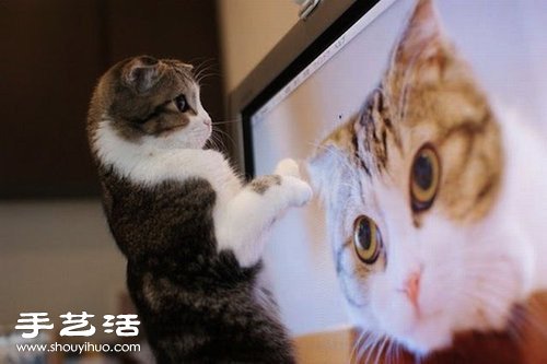 不讓你看～喵星人與電視的爭寵大戰(zhàn) -  rpnrmr.com