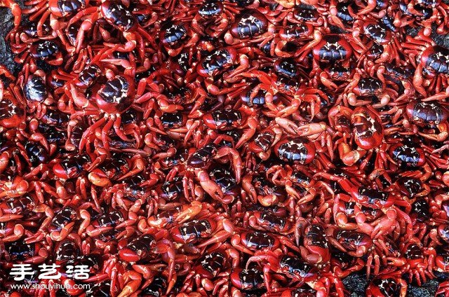 數(shù)大便是美 你沒看過的生物大集會(huì)攝影作品 -  rpnrmr.com