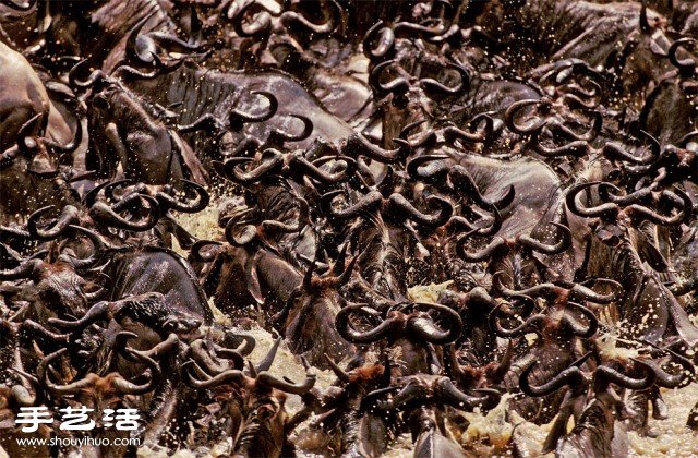 數(shù)大便是美 你沒看過的生物大集會(huì)攝影作品 -  rpnrmr.com
