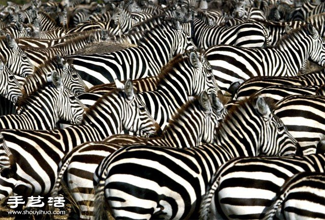 數(shù)大便是美 你沒看過的生物大集會(huì)攝影作品 -  rpnrmr.com