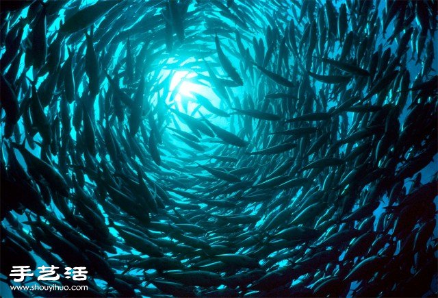 數(shù)大便是美 你沒看過的生物大集會(huì)攝影作品 -  rpnrmr.com