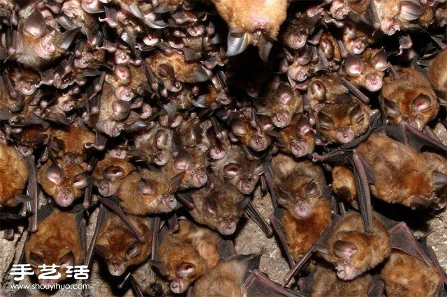 數(shù)大便是美 你沒看過的生物大集會(huì)攝影作品 -  rpnrmr.com