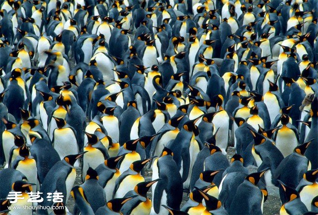 數(shù)大便是美 你沒看過的生物大集會(huì)攝影作品 -  rpnrmr.com