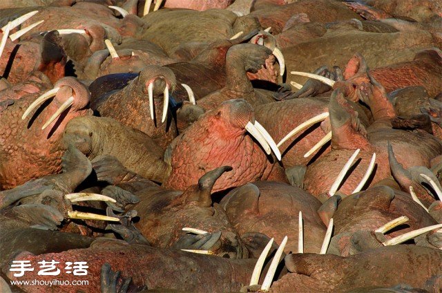 數(shù)大便是美 你沒看過的生物大集會(huì)攝影作品 -  rpnrmr.com