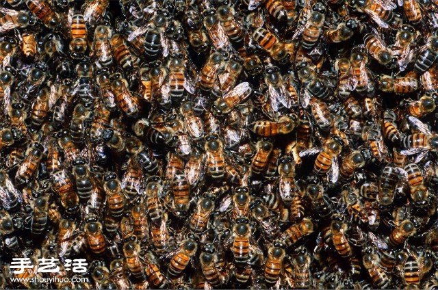 數(shù)大便是美 你沒看過的生物大集會(huì)攝影作品 -  rpnrmr.com