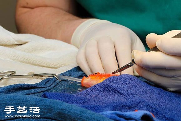 這位主人決定為10歲大的金魚進(jìn)行腦部手術(shù) -  rpnrmr.com