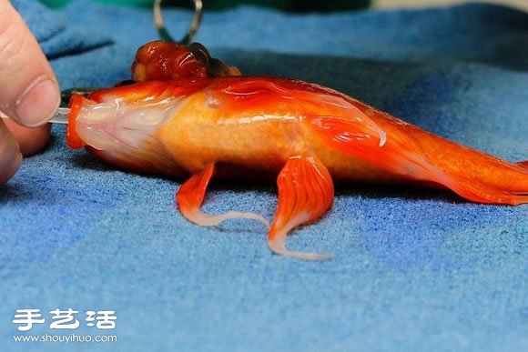 這位主人決定為10歲大的金魚進(jìn)行腦部手術(shù) -  rpnrmr.com