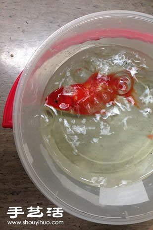 這位主人決定為10歲大的金魚進(jìn)行腦部手術(shù) -  rpnrmr.com