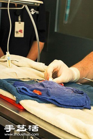 這位主人決定為10歲大的金魚進(jìn)行腦部手術(shù) -  rpnrmr.com