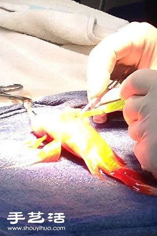 這位主人決定為10歲大的金魚進(jìn)行腦部手術(shù) -  rpnrmr.com