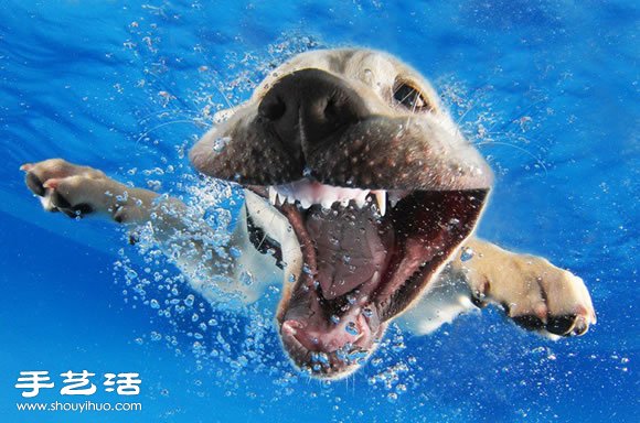 攝影師指導(dǎo)小狗游泳 捕捉可愛又自然的畫面 -  rpnrmr.com