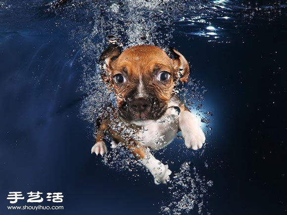 攝影師指導(dǎo)小狗游泳 捕捉可愛又自然的畫面 -  rpnrmr.com