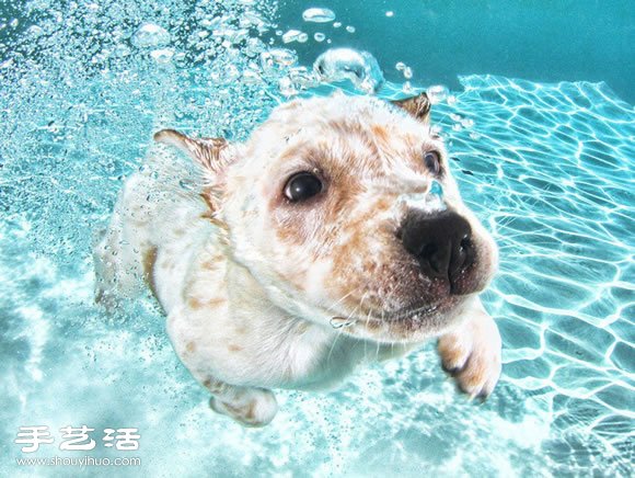 攝影師指導(dǎo)小狗游泳 捕捉可愛又自然的畫面 -  rpnrmr.com