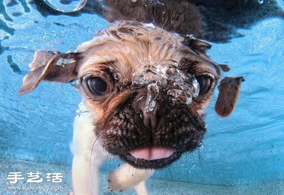 攝影師指導(dǎo)小狗游泳 捕捉可愛又自然的畫面 -  rpnrmr.com