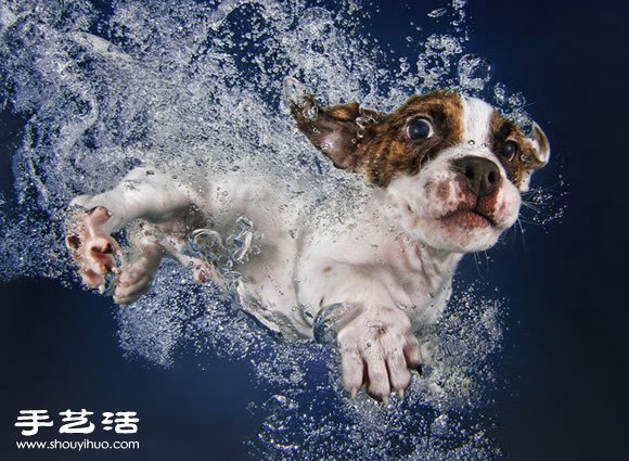 攝影師指導(dǎo)小狗游泳 捕捉可愛又自然的畫面 -  rpnrmr.com