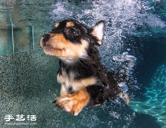 攝影師指導(dǎo)小狗游泳 捕捉可愛又自然的畫面 -  rpnrmr.com