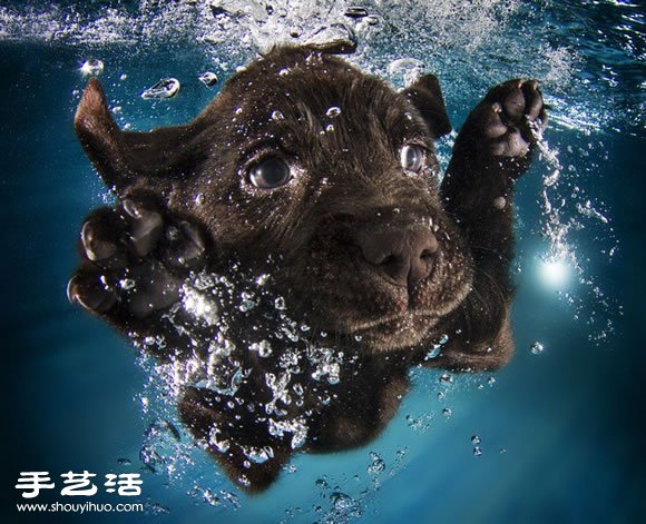 攝影師指導(dǎo)小狗游泳 捕捉可愛又自然的畫面 -  rpnrmr.com