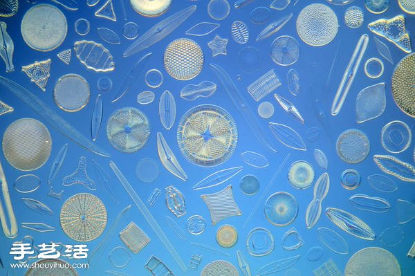 顯微鏡下的絕美 單細胞硅藻排列的視覺藝術(shù) -  rpnrmr.com