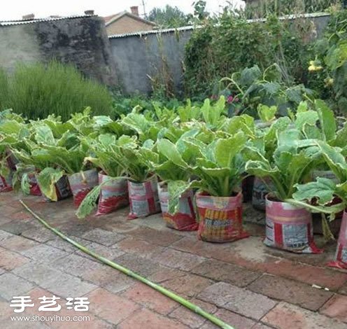 用編織袋種白菜 效果很不錯的說！ -  rpnrmr.com