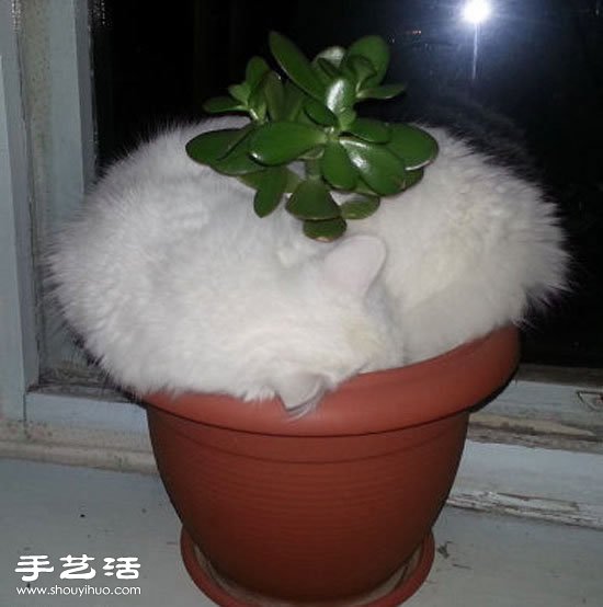 不懂貓咪為嘛要這么睡覺。。。 -  rpnrmr.com