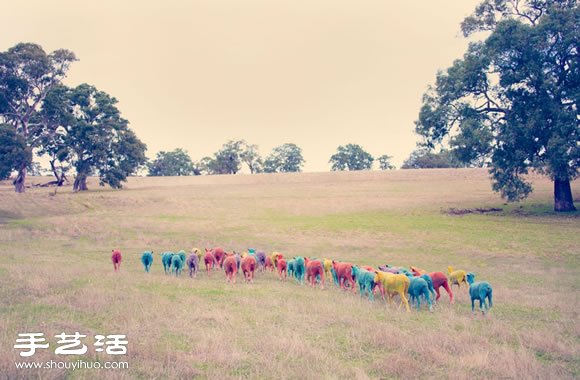 奇幻彩色羊攝影 「DREAM SERIES」 -  rpnrmr.com