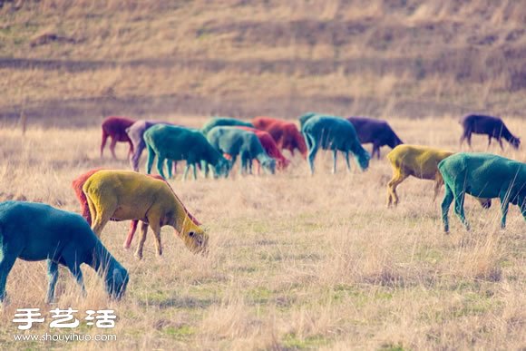 奇幻彩色羊攝影 「DREAM SERIES」 -  rpnrmr.com