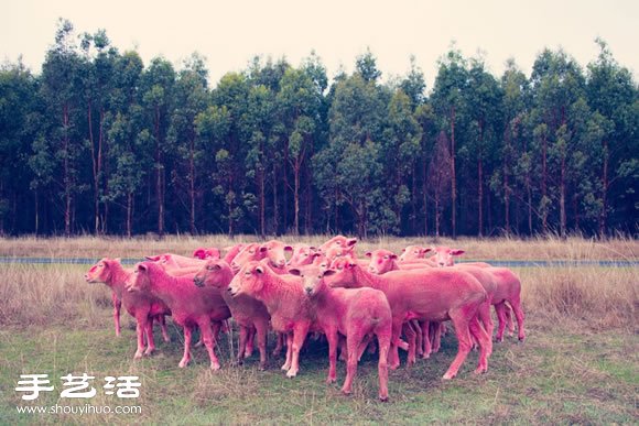 奇幻彩色羊攝影 「DREAM SERIES」 -  rpnrmr.com