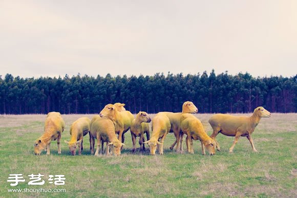 奇幻彩色羊攝影 「DREAM SERIES」 -  rpnrmr.com