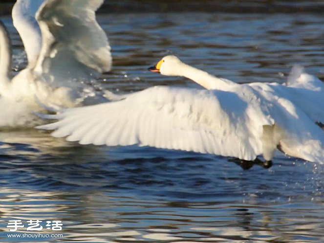 捕捉打動(dòng)人心瞬間 NIKON年度攝影比賽精選 -  rpnrmr.com