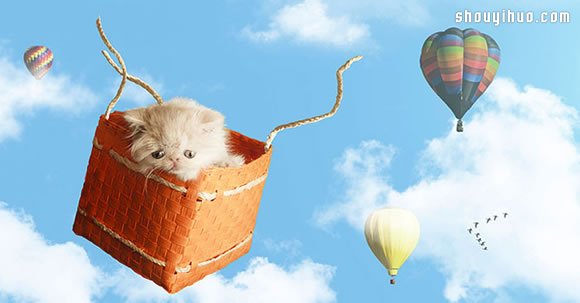 寵物小小貓Napoleon的奇幻冒險(xiǎn)攝影 -  rpnrmr.com