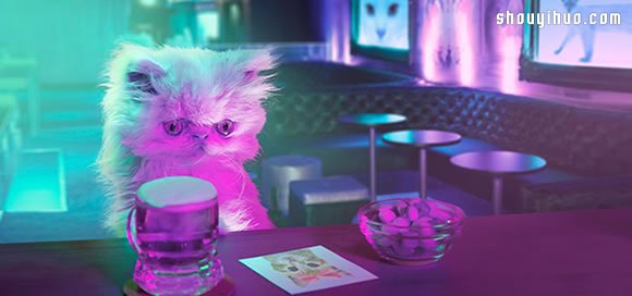 寵物小小貓Napoleon的奇幻冒險(xiǎn)攝影 -  rpnrmr.com