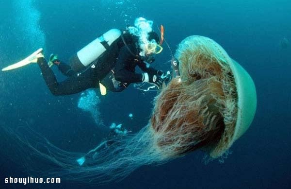 世界紀(jì)錄最巨大的21種動物 大的嚇?biāo)廊耍?-  rpnrmr.com