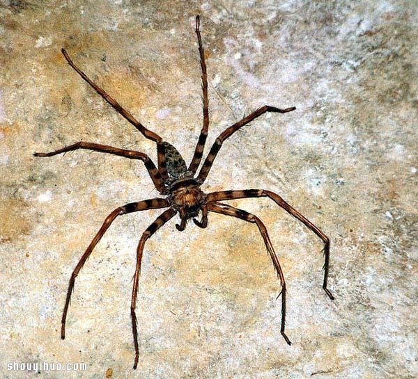 世界紀(jì)錄最巨大的21種動物 大的嚇?biāo)廊耍?-  rpnrmr.com