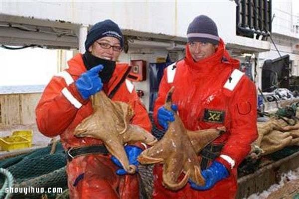 世界紀(jì)錄最巨大的21種動物 大的嚇?biāo)廊耍?-  rpnrmr.com