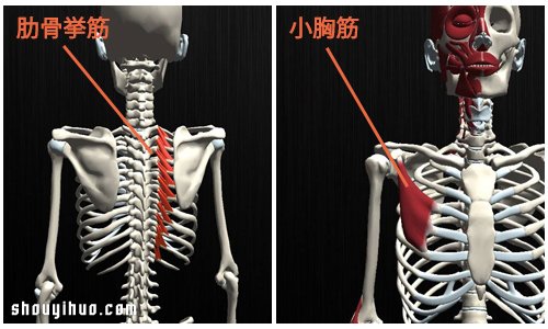 鍛煉3處 專家教你成為「乳溝美人」豐胸術(shù) -  rpnrmr.com