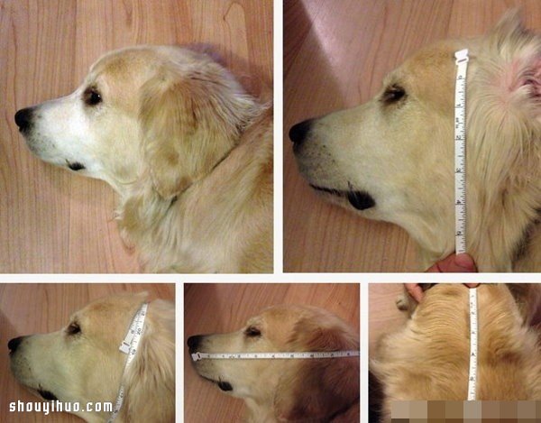 手工DIY獅子鬃毛頭套 讓狗狗變成威武雄獅 -  rpnrmr.com