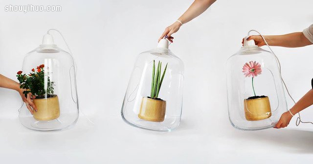小盆栽玻璃燈罩 MILO BY LIGHTOVO -  rpnrmr.com