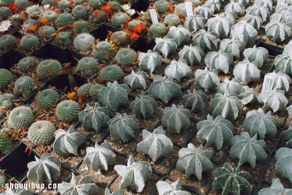 倫敦最大仙人掌園 多肉植物管家Garden Edit -  rpnrmr.com