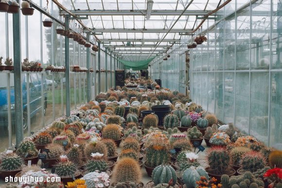 倫敦最大仙人掌園 多肉植物管家Garden Edit -  rpnrmr.com
