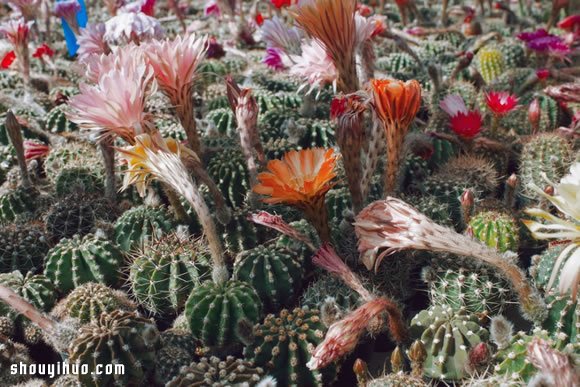 倫敦最大仙人掌園 多肉植物管家Garden Edit -  rpnrmr.com