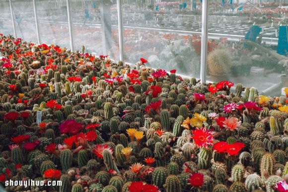 倫敦最大仙人掌園 多肉植物管家Garden Edit -  rpnrmr.com