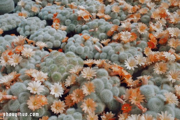 倫敦最大仙人掌園 多肉植物管家Garden Edit -  rpnrmr.com